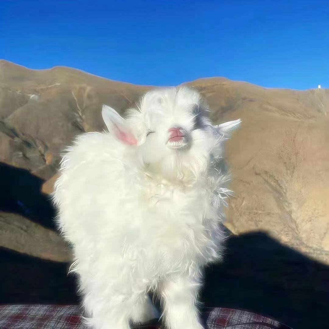 云工创客-资深UI设计师-蛋挞