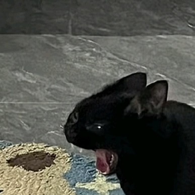 云工创客-莫小黑