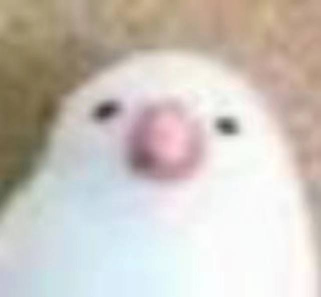 云工创客-*雪子