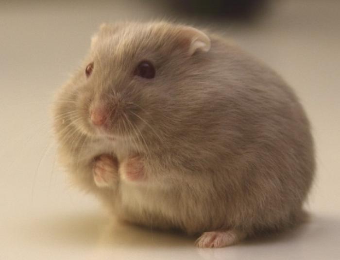 云工创客-仓鼠丢东西拉